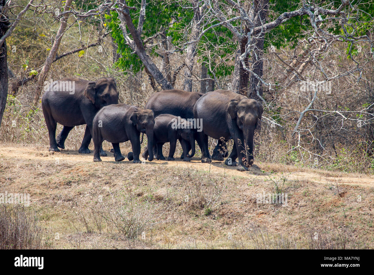 Elephant family Stock Photo Alamy