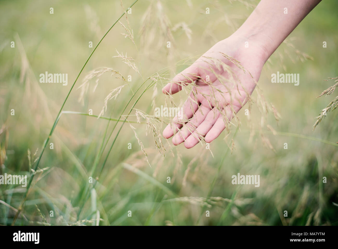 Touching the grass Stock Photo - Alamy