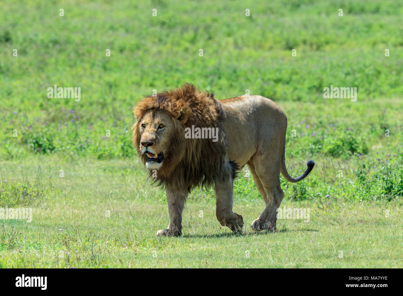 The East African lion is a lion population located primarily in East Africa. In this part of Africa, lions occur in East Africa. Stock Photo