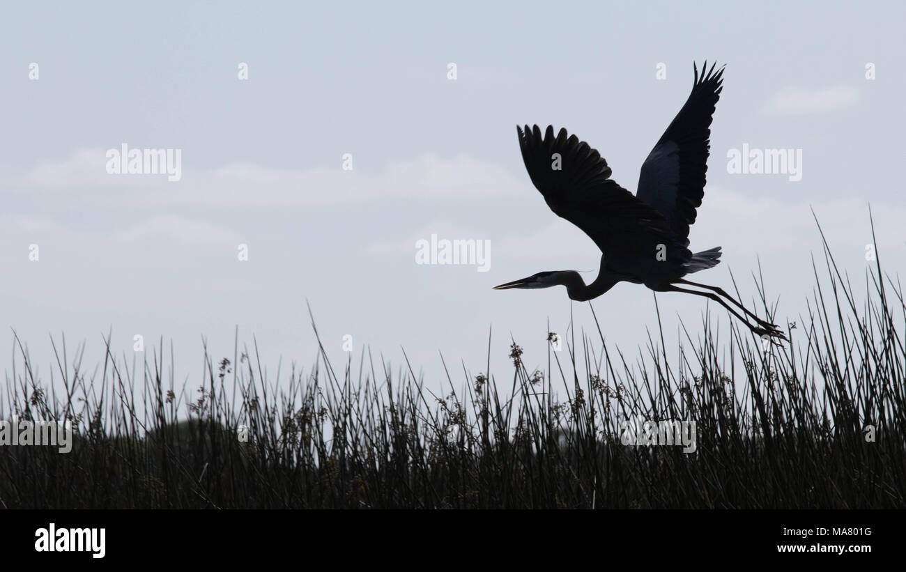 Silhouette of a great blue heron flying over Lake Hamilton. Stock Photo