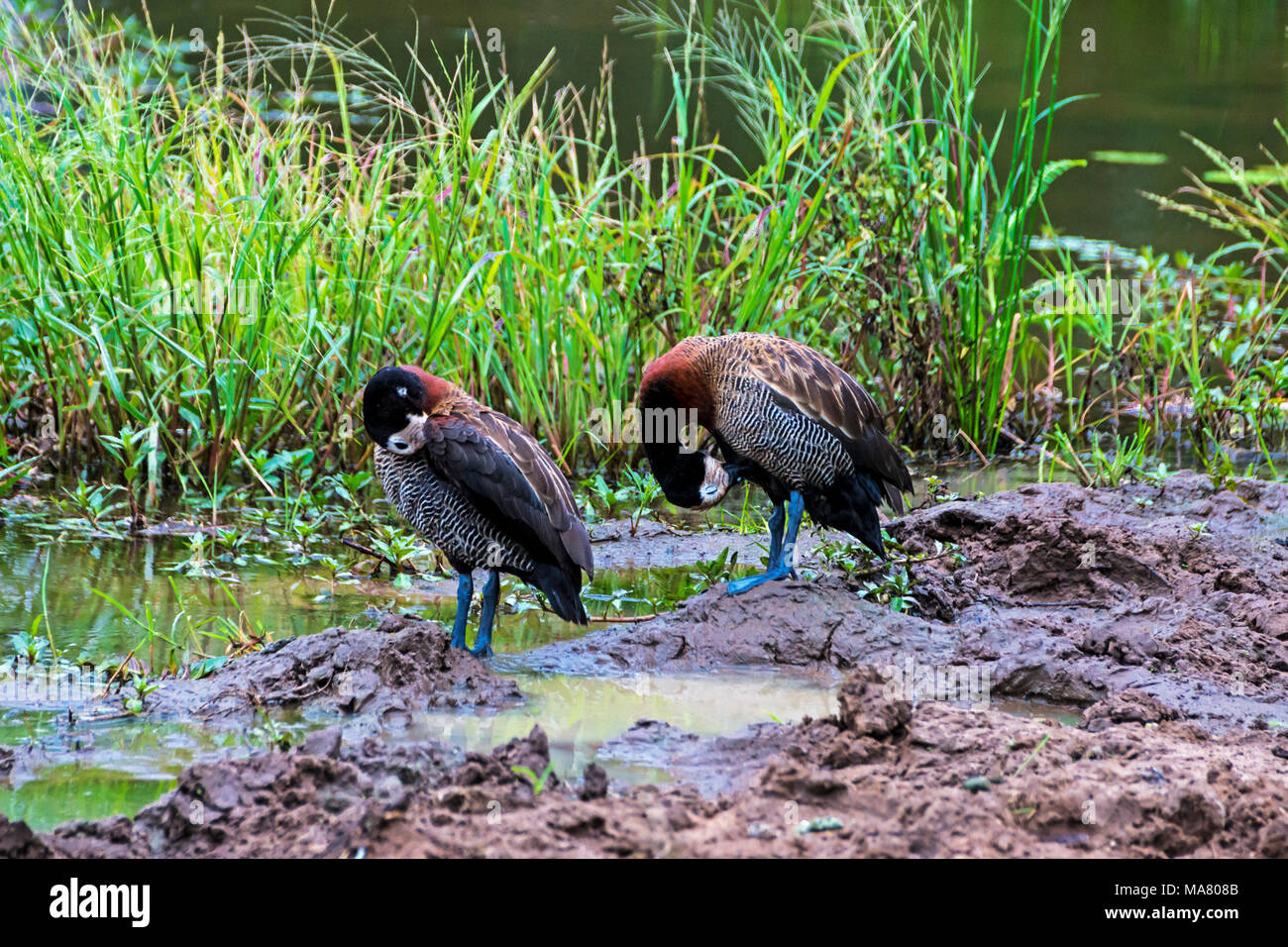 Two White Faced Whistling ducks at water hole at Imfolozi Hluhluwe game reserve in Zululand, KwaZulu Natal in South Africa Stock Photo