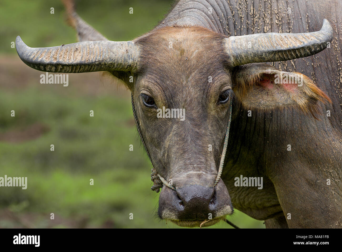 A close up face on shot of a healthy water buffalo used as a working farm animal. Stock Photo