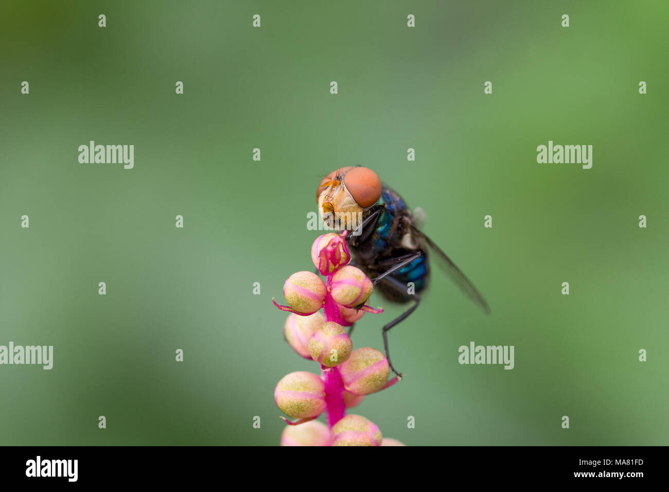 A close up macro shot of a blue bottle fly on pink attractive plant with a blurred green back ground. Stock Photo