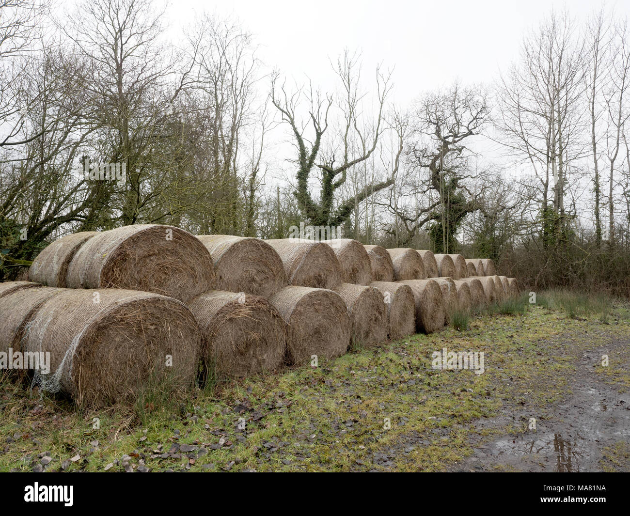 Round hay bales, Wood Lane, Brickyard Farm, Howden, East Riding of Yorkshire, England, UK Stock Photo