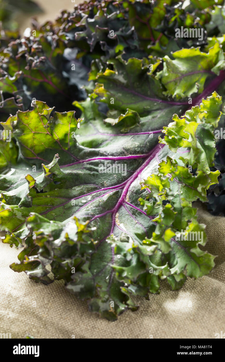 Organic Healthy Red Kale Ready to Eat Stock Photo Alamy