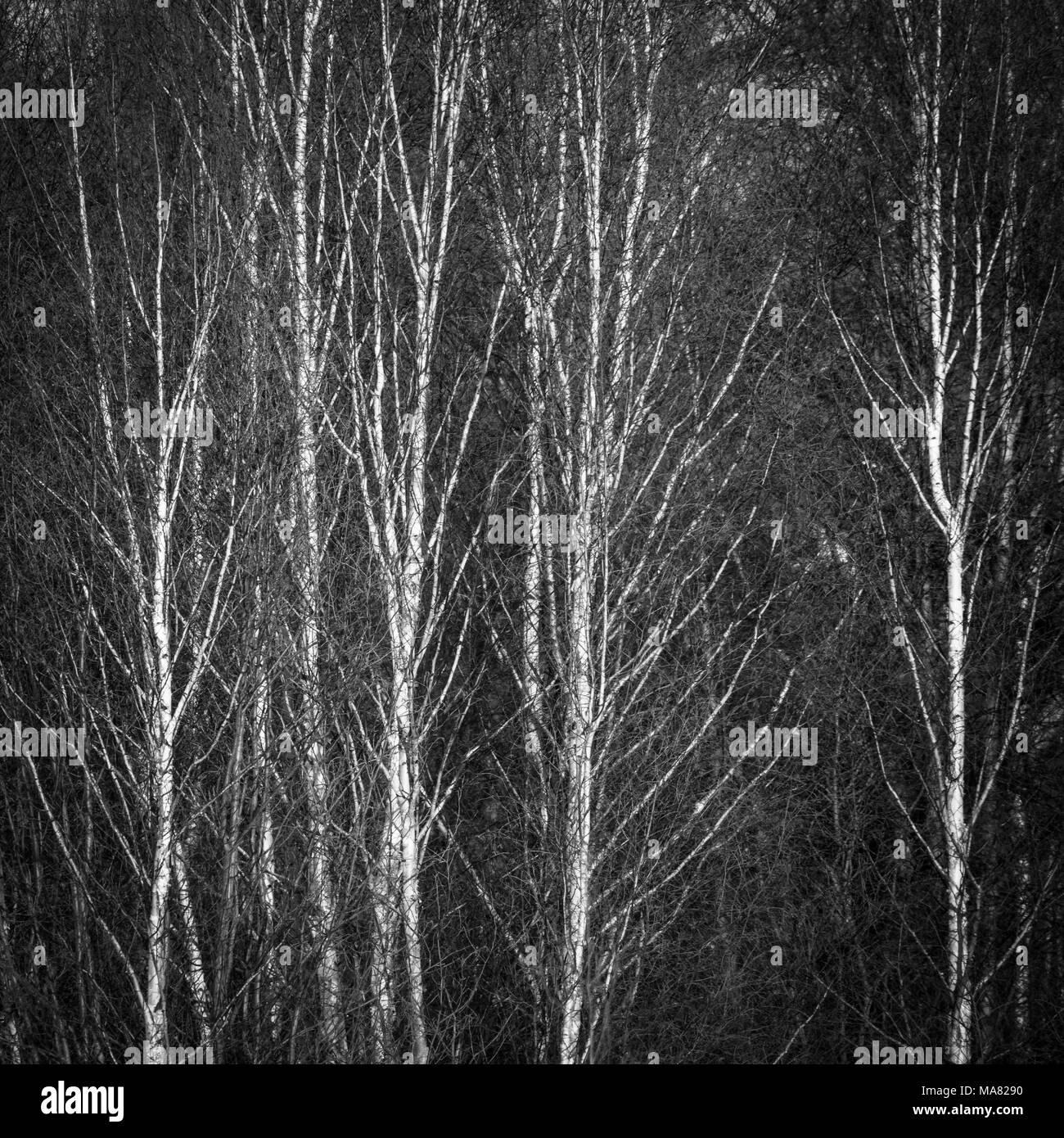 Abstract Black And White Nature Background Birch Tree
