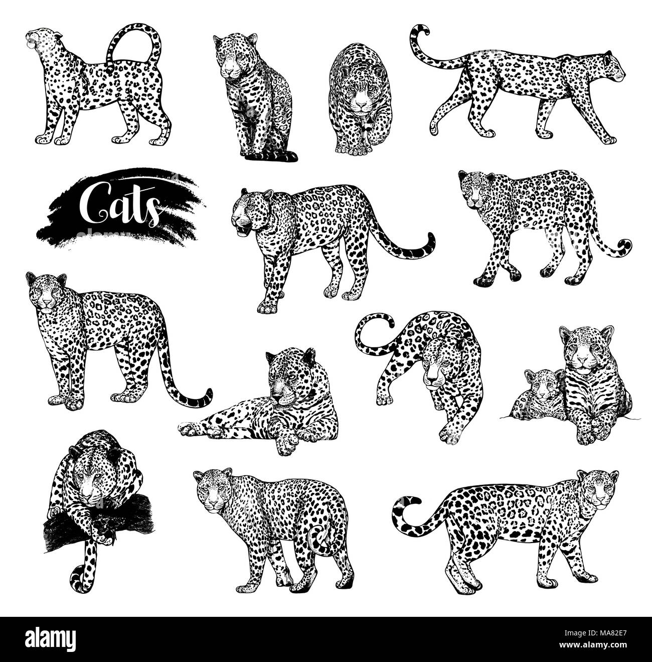 Big set of hand drawn sketch style leopards isolated on white