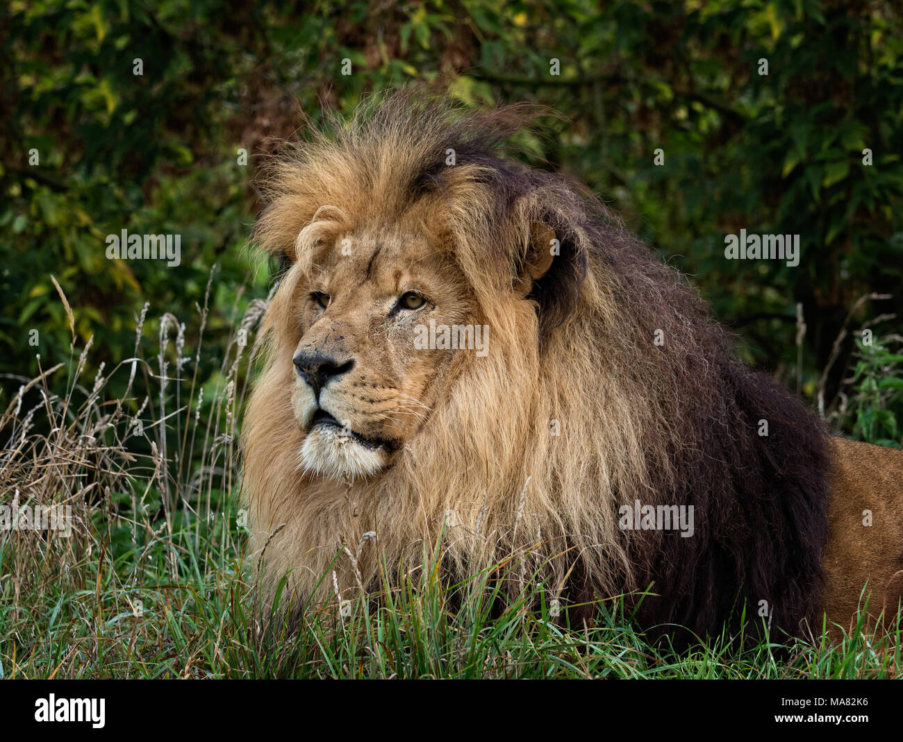 Male Lion resting (Panthera leo) Stock Photo