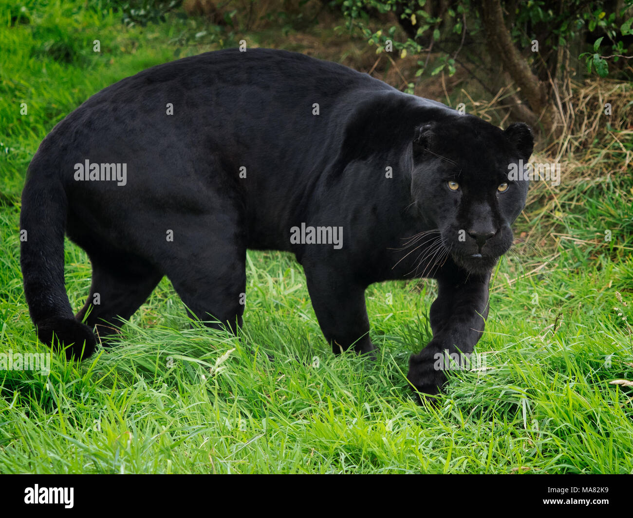 black panther animal hunting