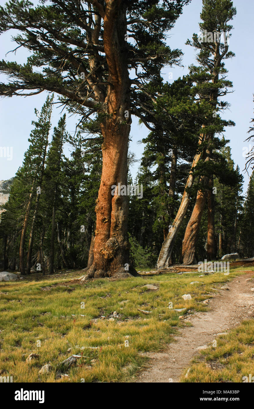 A mighty pine tree stands out in a Yosemite Park forest on the way to cathedral peak climbing in a warm mid-day light Stock Photo