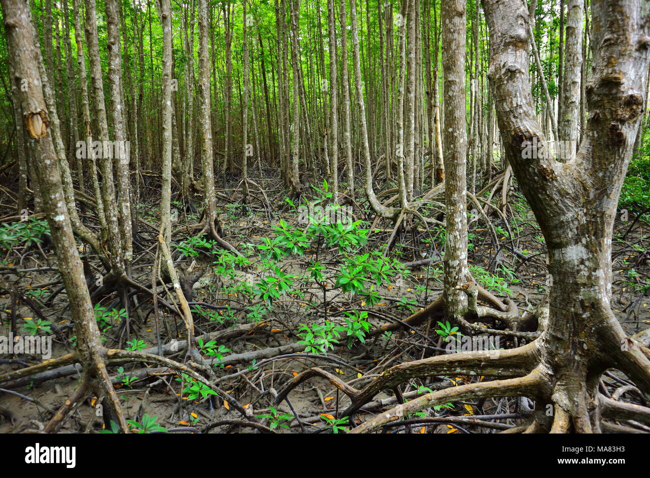 Forest ecosystem hires stock photography and images Alamy
