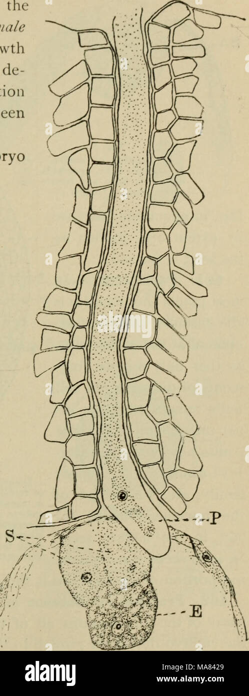 . Elementary botany . Fig. 30 Fig. 306. Mature embryo sac (young pro- Section through nucellus and upper part of embryo thallium) of lilium. ///, micropylar sac of cotton at time of entrance of p.-lien tube. E, end; .V, synergids ; E% egg; Pn&gt; egg: S, synergids: Pt pollen tube with sperm cell in polar nuclei; Ant, antipodals, the end. (Duggar.) (Easter liiyj Stock Photo