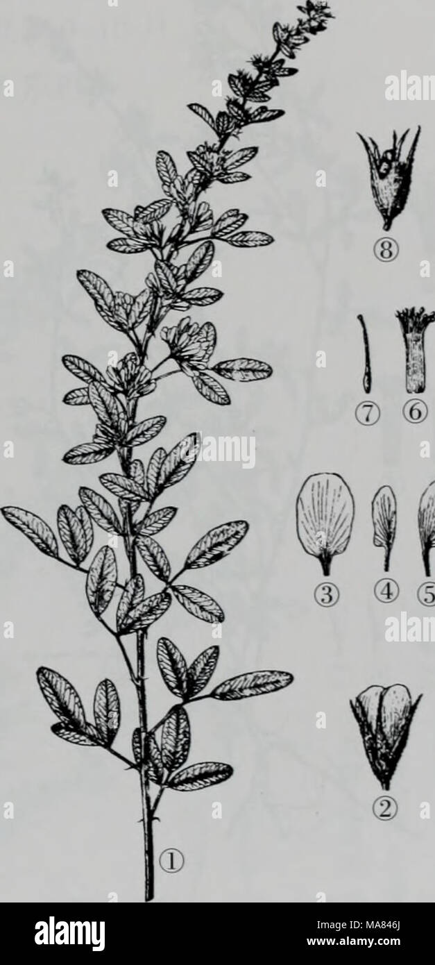 . e er duo si zhi wu zhi . è¾¾ä¹éè¡æå- è¾¾ä¹éè¡æå-â æ¤æ ªçä¸é¨åâ¡è± â¢æç£â£ç¿¼Â®é¾éª¨è¾© Â®éèâ¦éèâ§èæ 3a.çæå-ï¼åç§ï¼ Lespedeza davurica (Laxm.) Schindl. var. potaninii (V. Vassil.) Liou f. å«ååç-å- å½¢æç¹å¾æ¬åç§i jil:ç§çåºå«å¨äºï¼æ»ç¶è±åºæ¯å¶K:;å°å¶ç©åå½¢æååµç¶ç©åå½¢ã â¥ 341 Stock Photo