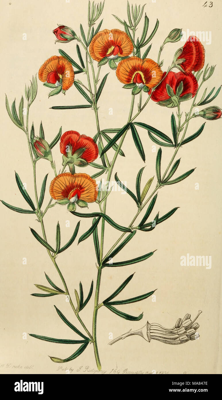 . Edwards' botanical register, or, Ornamental flower-garden and shrubbery .. . ^^^ ^&quot;^jytcd/Jy ac4e^' / fg^c, Stock Photo