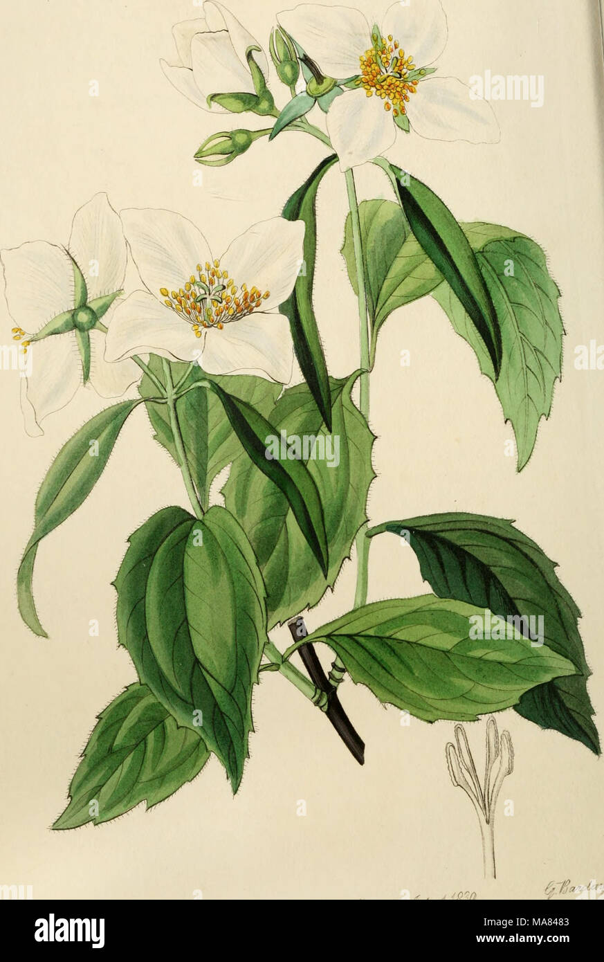 . Edwards' botanical register, or, Ornamental flower-garden and shrubbery .. . ,. yMl^/'-^^- '^' ^.,,.f%.^./^^^^^^-^^''^ Stock Photo