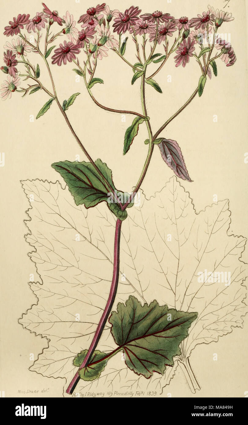 . Edwards' botanical register, or, Ornamental flower-garden and shrubbery .. . MmDm^e dtl' 'M&quot;b/JRidg^&lt;^;j iS3Piccacl(/fyF4^l 1833 Stock Photo