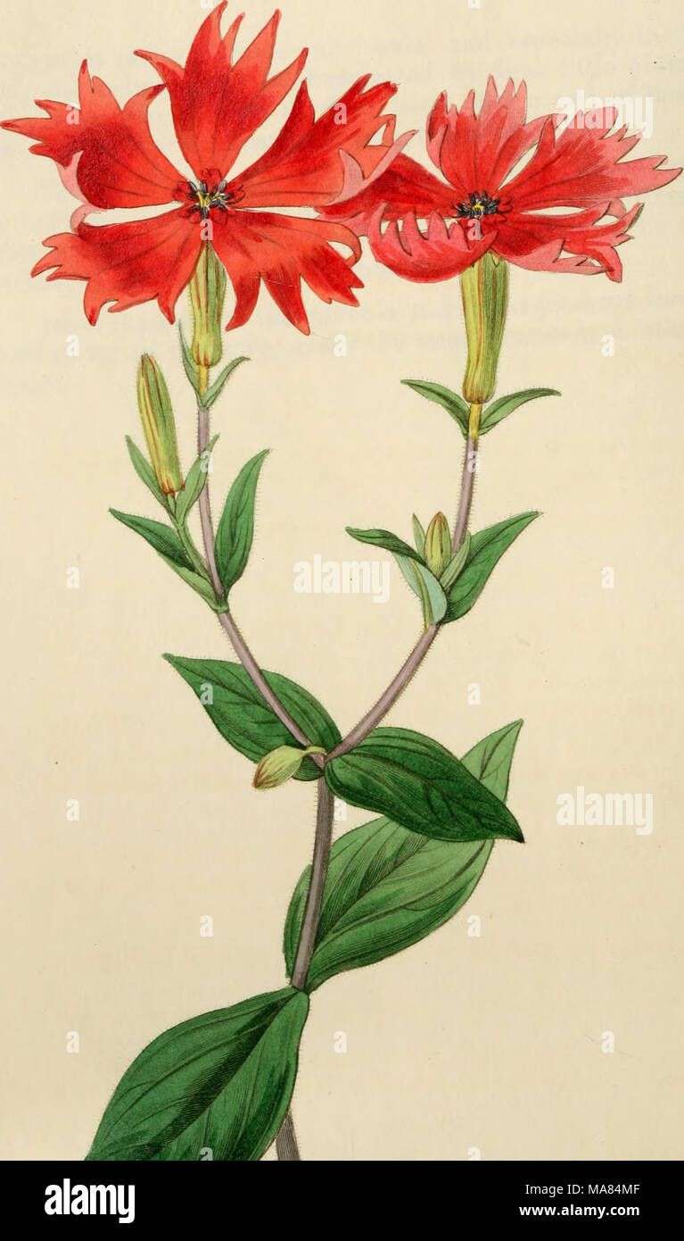 . Edwards' botanical register, or, Ornamental flower-garden and shrubbery .. . jl'[u-J r£^^tl/t^ . M^: o-iU-in/ J.^i«!ifu^ /e^Xcc^J^ Mnc.'. / f^36. y.^Hi^.. Stock Photo