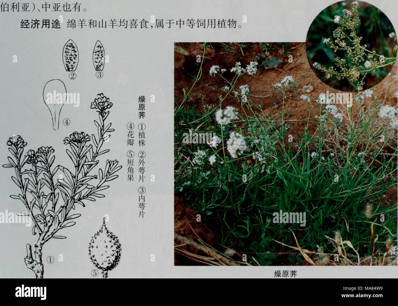 E Er Duo Si Zhi Wu Zhi 2 Ea C Ac Ptilotrichum Tenuifolium Steph C A Mey A Ac A C Ae A Aec A Acae I E I 5 10 30 40 Cmi A Ae ªa E Aec Ae Aec C Aeaeai A Aºe A A Aeaa Ae A I E I 5 10 15 Mmi A 1 1 5mmi A C Ea Aeei E Ae C I A C I A E E Aec C Ae