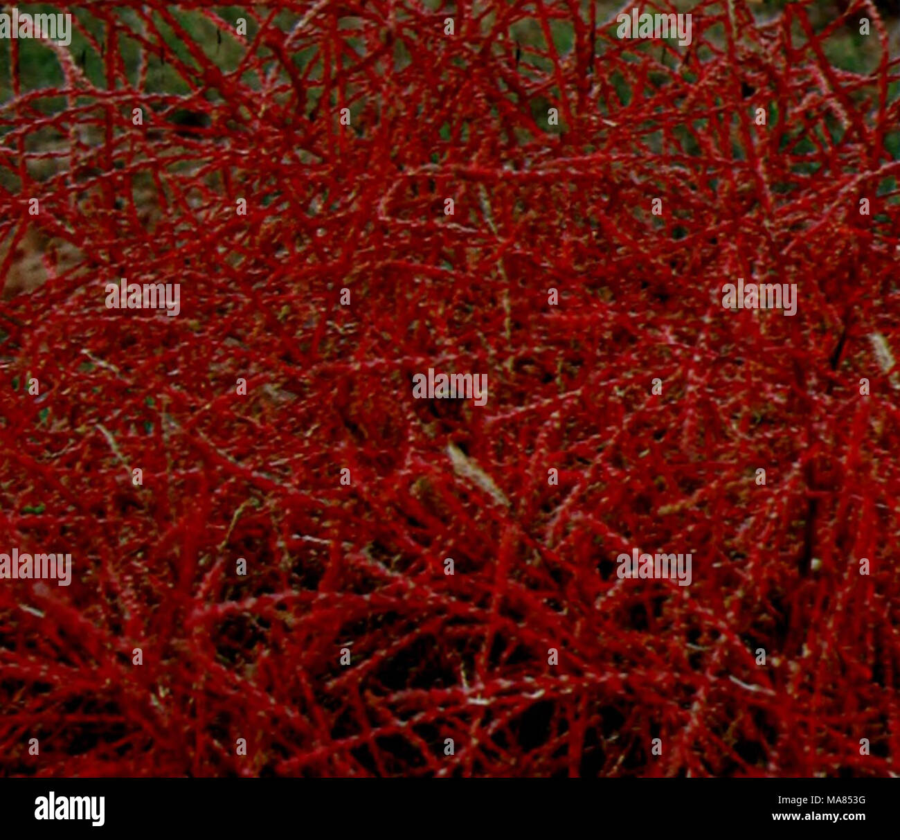 E Er Duo Si Zhi Wu Zhi 3a Ae Aec E A I Ac I Corispermum Declinatum Steph Ex Stev Var Tylocarfmm Hance Tsien Et C G Ma A Ac Aee A Aae A A Aec A Ae Ac A Ae C Aºa A Aº Aea E Aec Ae A Ca Aa Caºaºa Ae A Aae A Ac E Aeea A Ae Aºa A Aei Eaea Aea Aa Aºa Ea