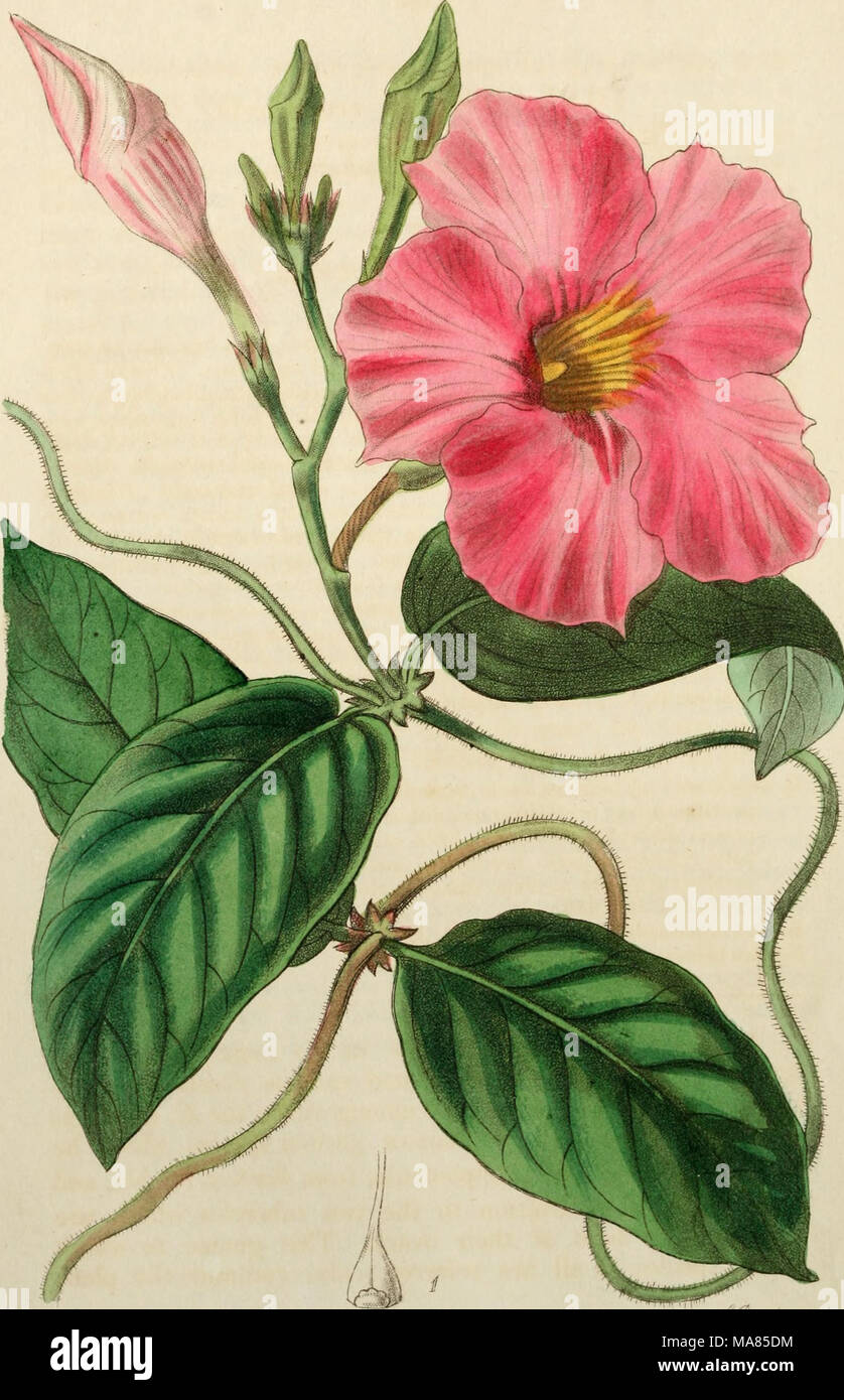 . Edwards' botanical register, or, Ornamental flower-garden and shrubbery .. . M../r .Uny^i dt/^ â J'^jj/y lryf(fUc^fâ¬^^fS^'?AMiM^Â£^'f.^W IXOuy't Stock Photo