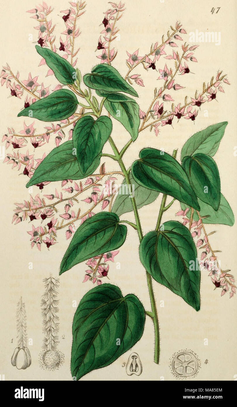 . Edwards' botanical register, or, Ornamental flower-garden and shrubbery .. . :7'.Ui .^^taAt^tM. S/U./y fJ€&gt;.t^-&lt;u,. /^ S^aadtJ^ ^ff/ Stock Photo