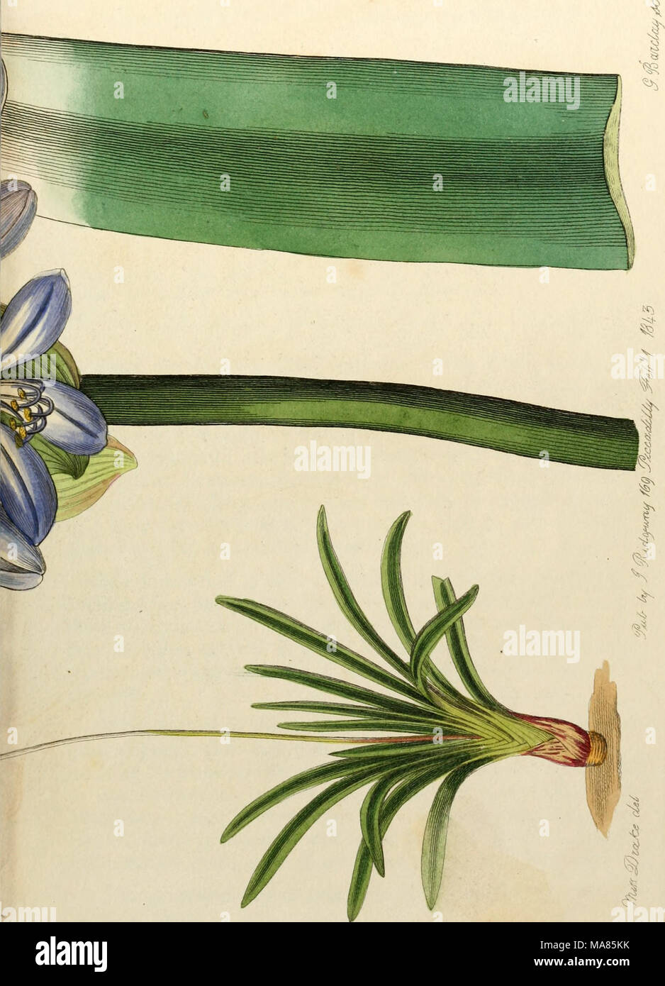 . Edwards' botanical register, or, Ornamental flower-garden and shrubbery .. . Stock Photo