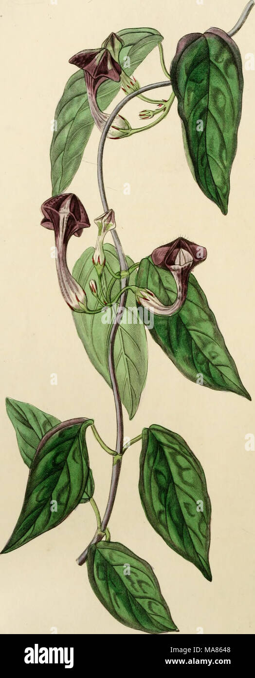 . Edwards' botanical register, or, Ornamental flower-garden and shrubbery .. . /^C'O. .'^â¢,*^^2iÂ»4 .j^. ^uii^ y. ^&amp;&lt;^u^y/if^ ^&lt;.:^di/i^ Oc^j. /(fS4- â Stock Photo