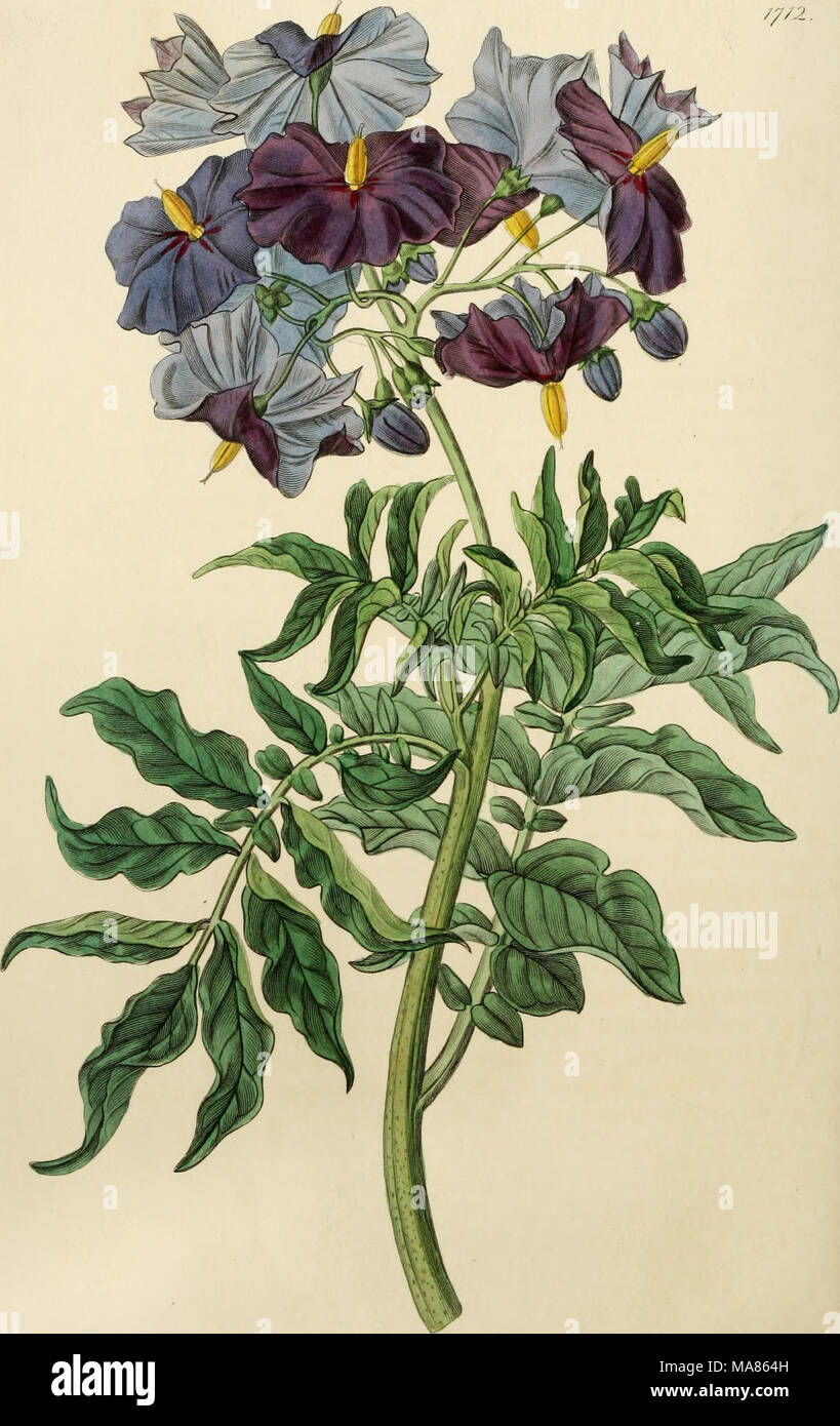. Edwards' botanical register, or, Ornamental flower-garden and shrubbery .. . yH^y ^-uz^. c^. M^ ^ J. £^&lt;.ai^wcu^ /ff^fSccaa^O^ (P.^. /. ^&lt;fJ4- ^^,^^.. Stock Photo