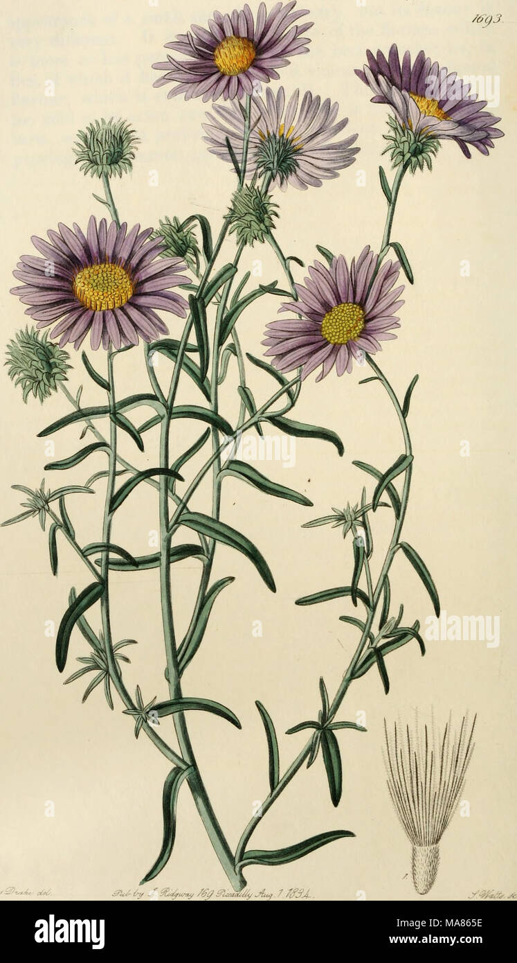 . Edwards' botanical register, or, Ornamental flower-garden and shrubbery .. . ^&lt;&lt;/- ^ J- Xu^urm/ /fju Stock Photo