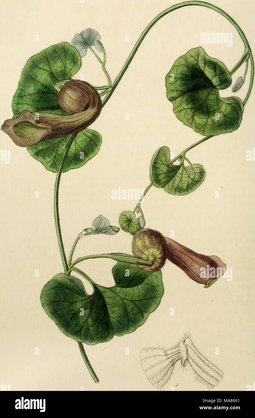 . Edwards' botanical register, or, Ornamental flower-garden and shrubbery .. . - 'ujj i£--'-r^^^ (^. M&lt;^i^ j:m&lt;^&lt;^ /^.^i;&lt;«.z^x^^. //(fJ4. y^^i^^. ^. Stock Photo