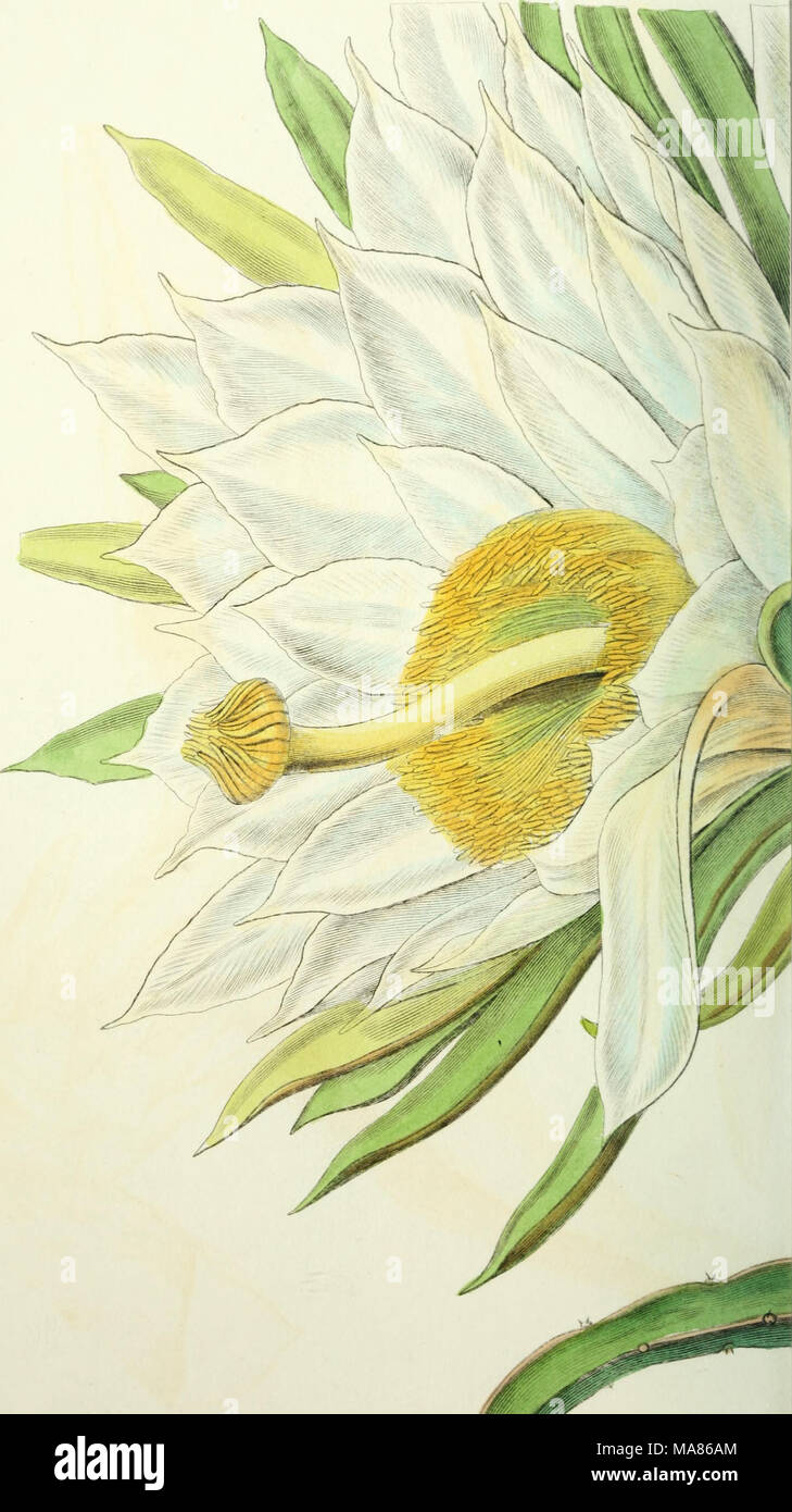 . Edwards' botanical register, or, Ornamental flower-garden and shrubbery .. . :'fLf^ ^-uz^.a^. ^<7& Stock Photo
