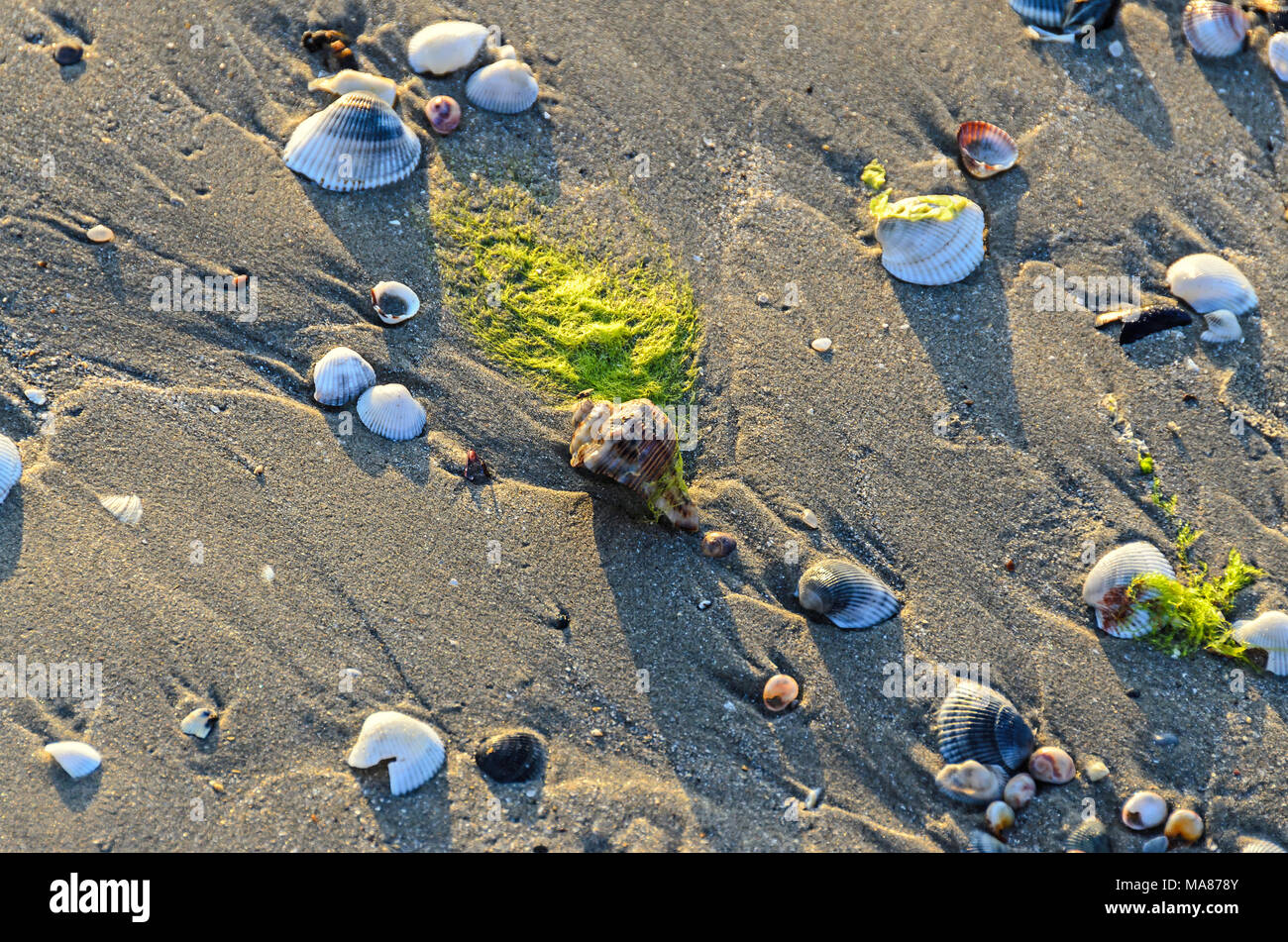 Colored sea shells in the golden beach sand near sea water, close up ...