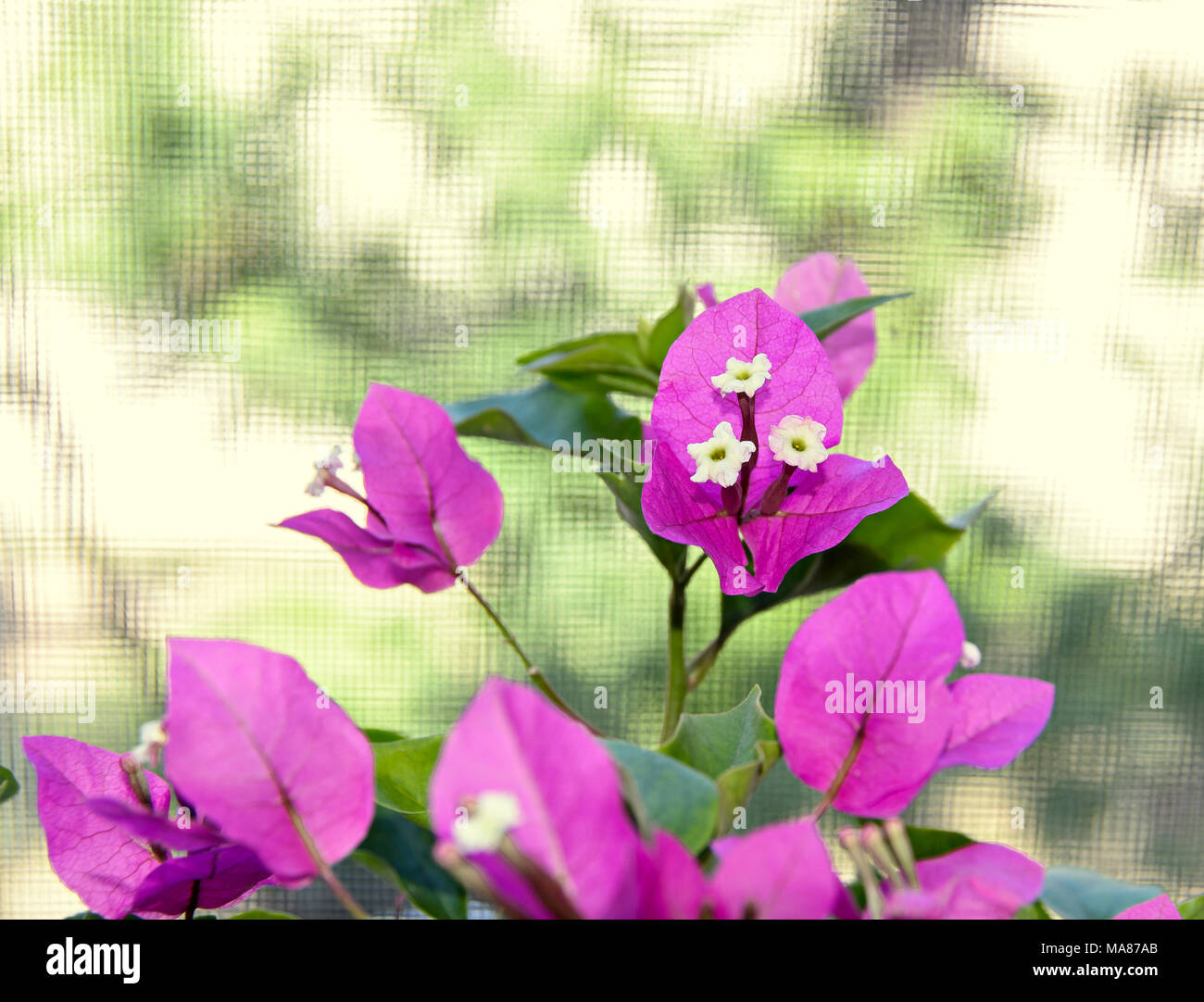 Bougainvillea pink ornamental flowers, paper flower branch with green leafs in a pot. Stock Photo