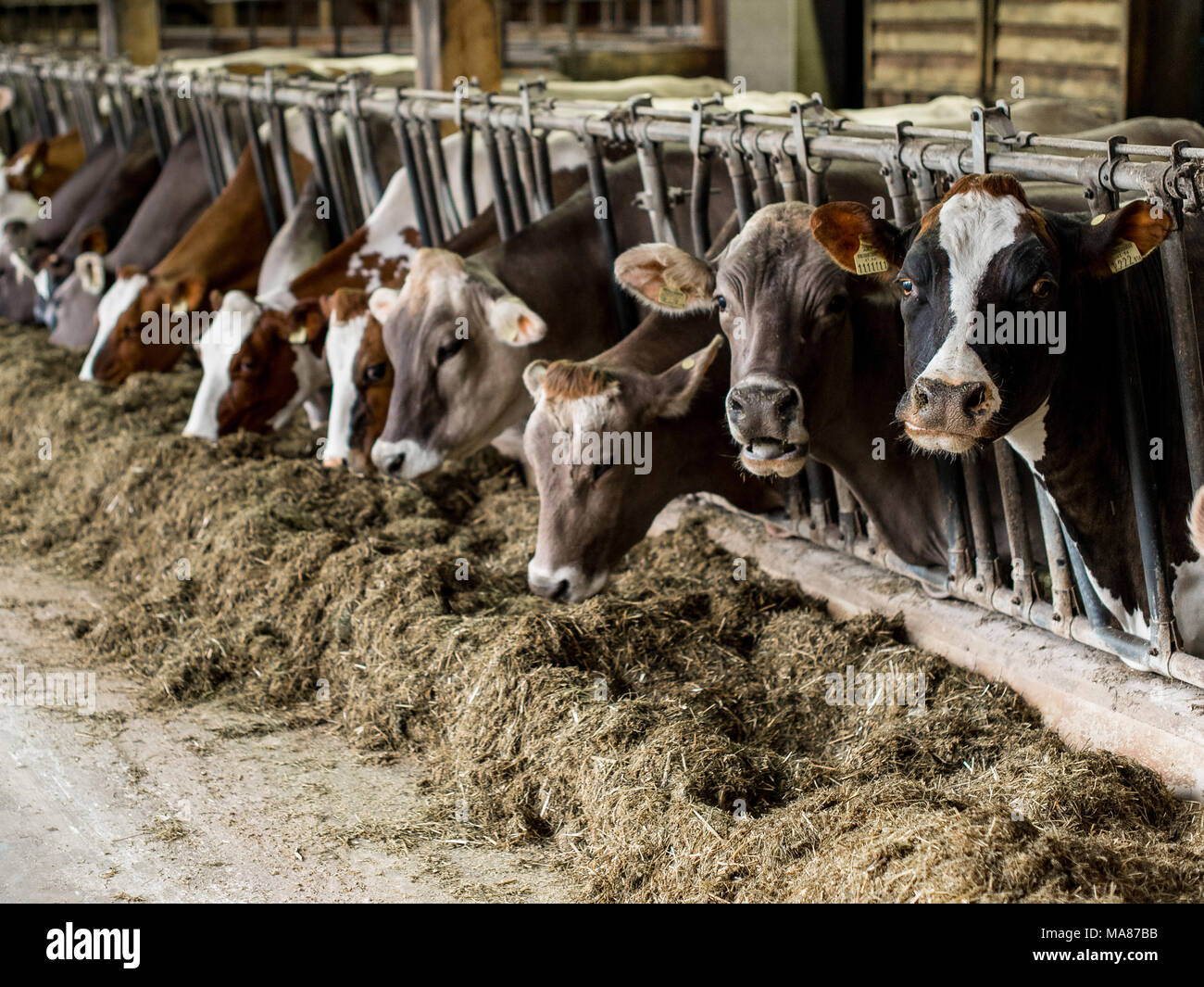 Brown Holstein dairy 14 Stock Photo