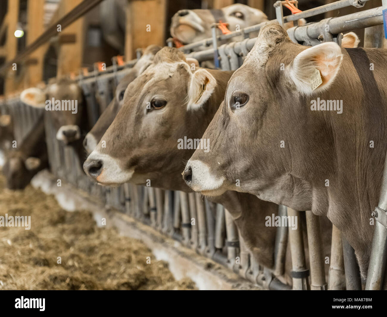 Brown Holstein dairy 18 Stock Photo Alamy
