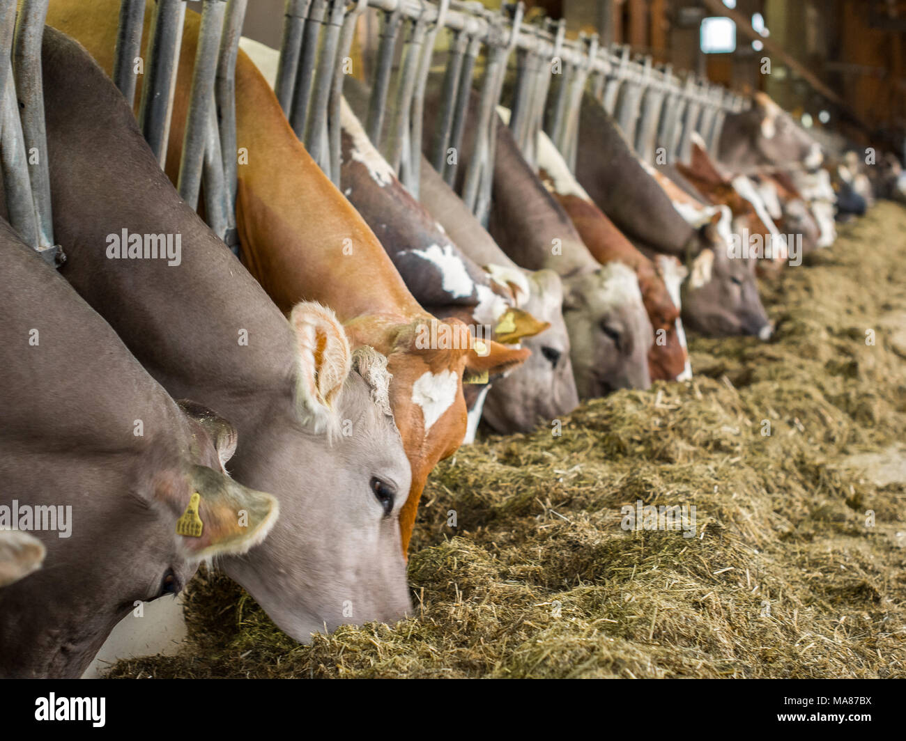 Brown Holstein dairy 8 Stock Photo
