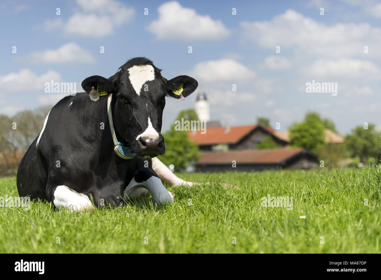 Holstein pasture 146 Stock Photo