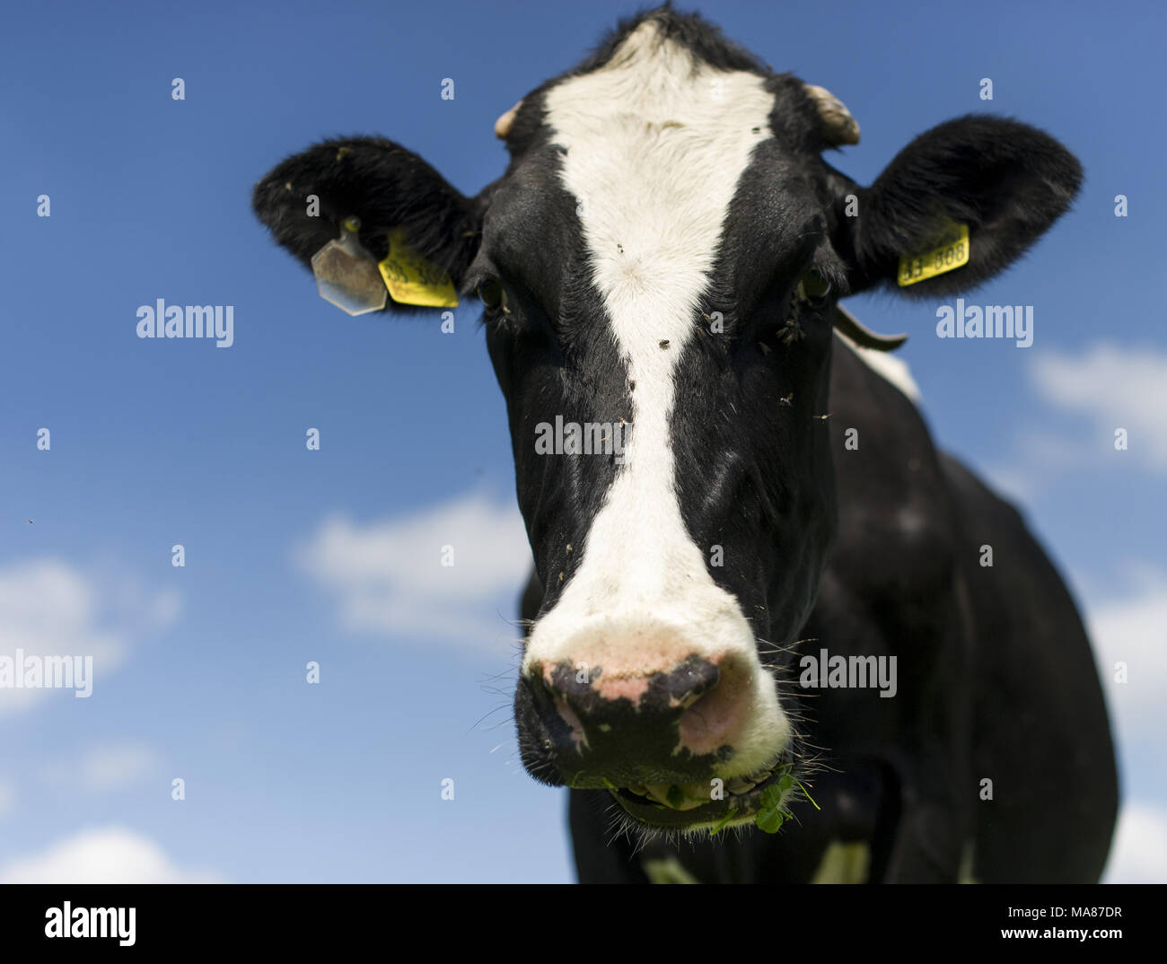 Holstein pasture 152 Stock Photo