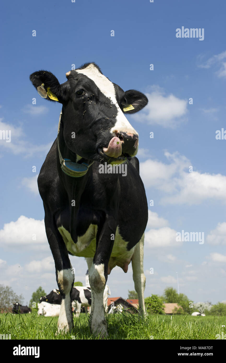 Holstein pasture 153 Stock Photo