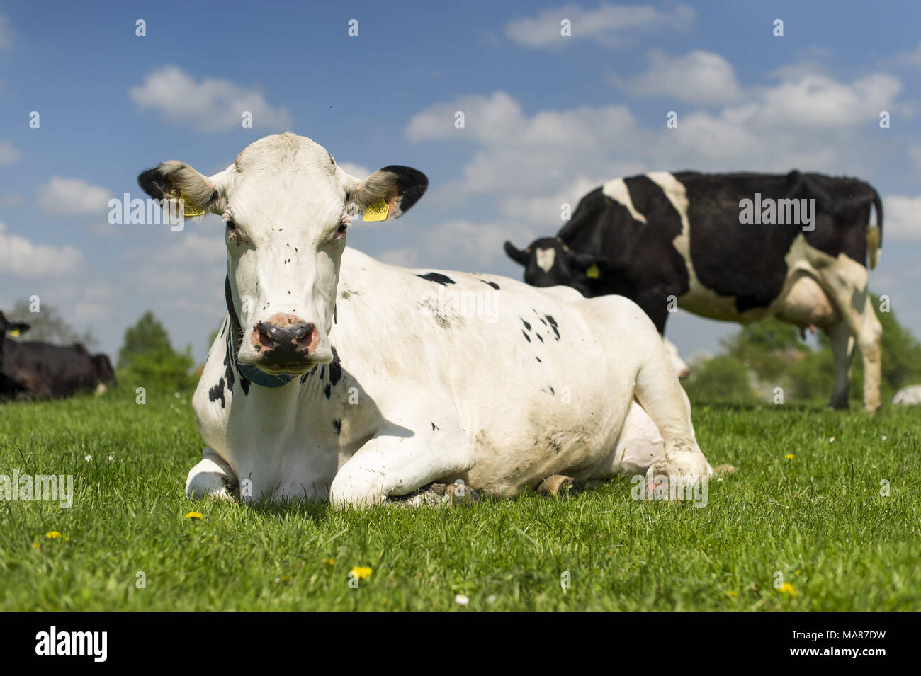 Holstein pasture 154 Stock Photo