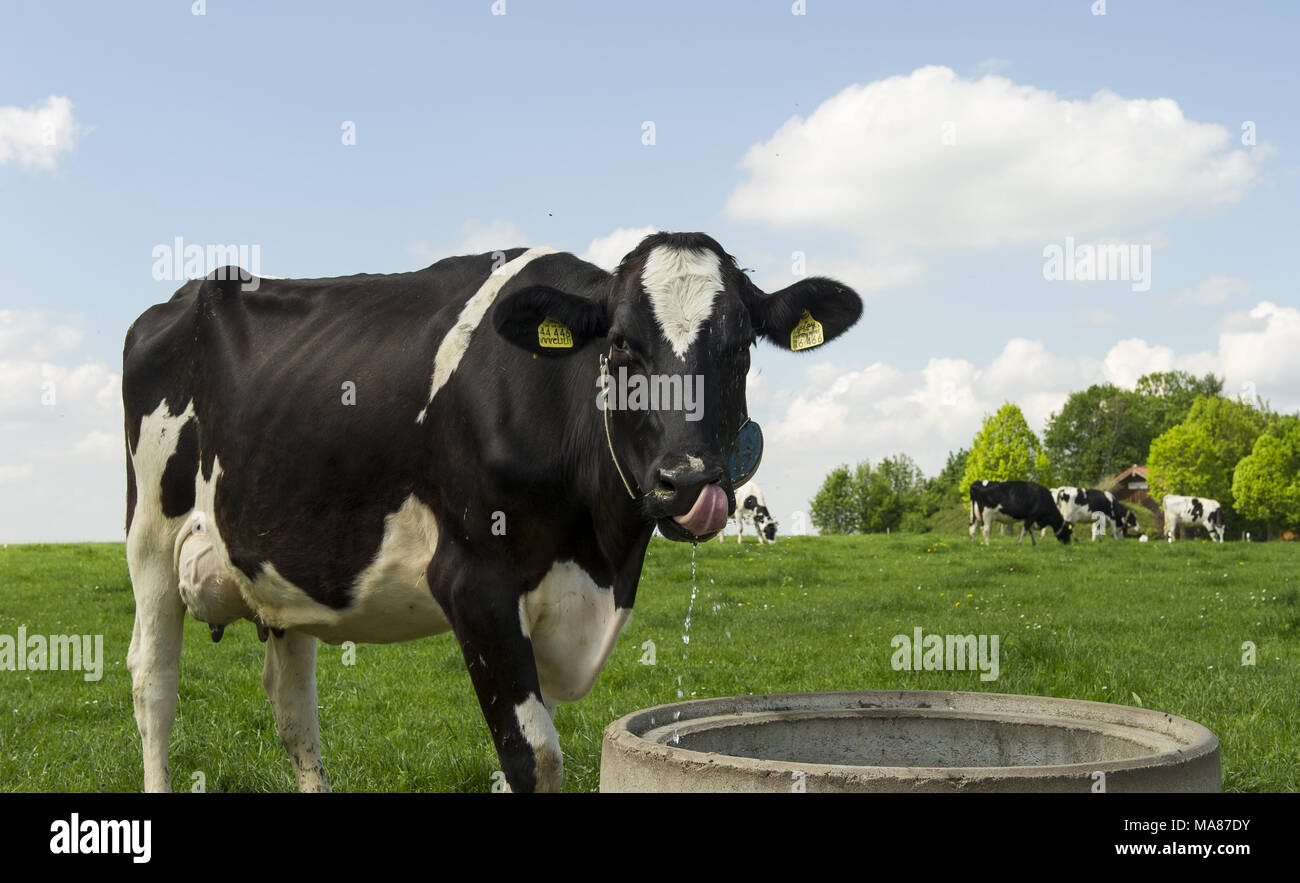 Holstein pasture 160 Stock Photo