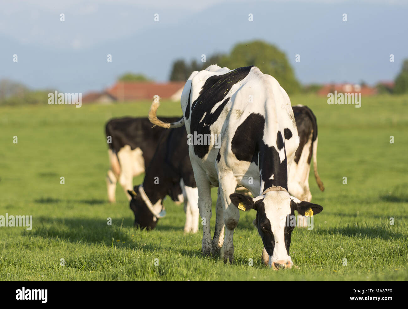 Holstein pasture 176 Stock Photo