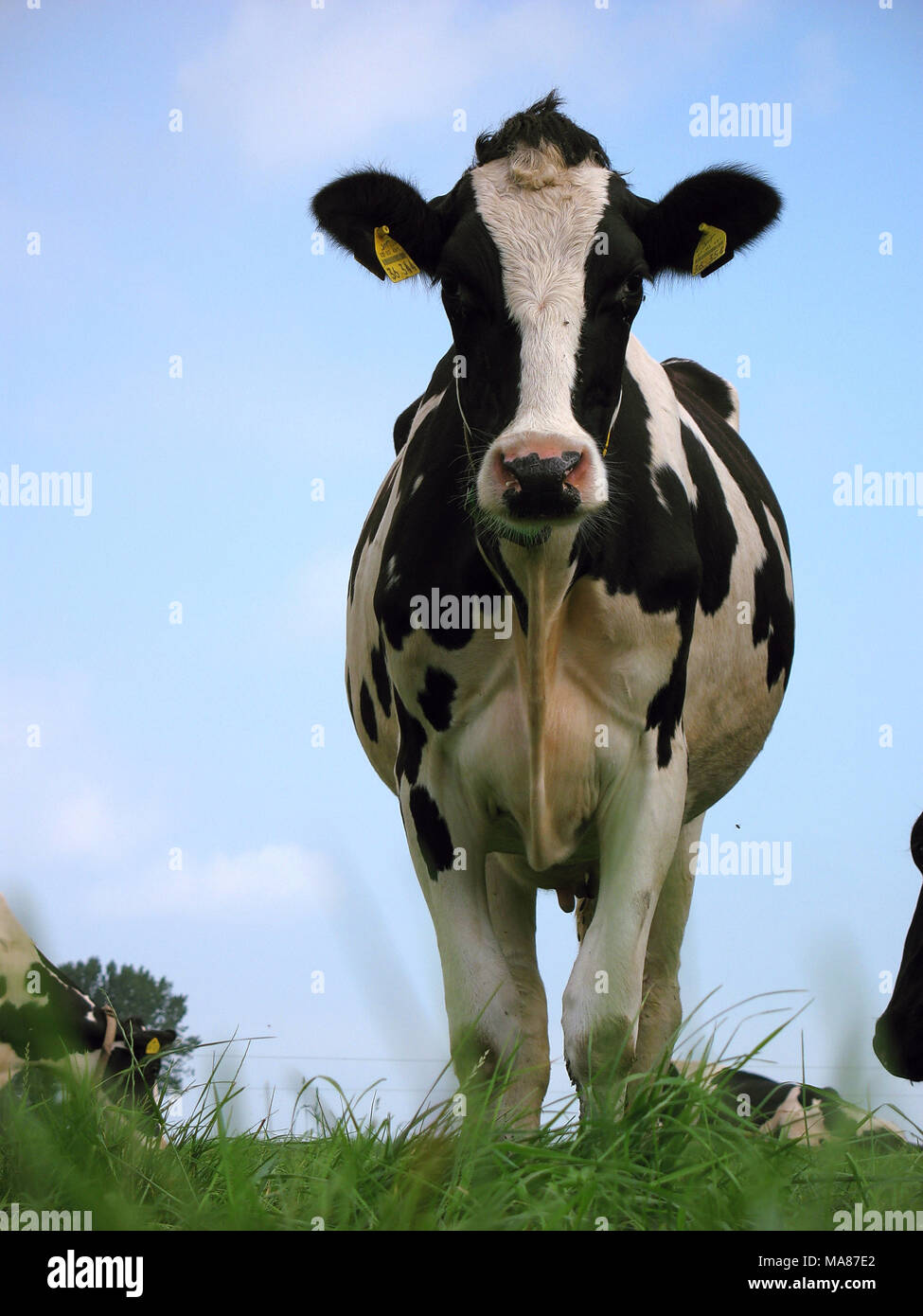 Holstein pasture 20 Stock Photo