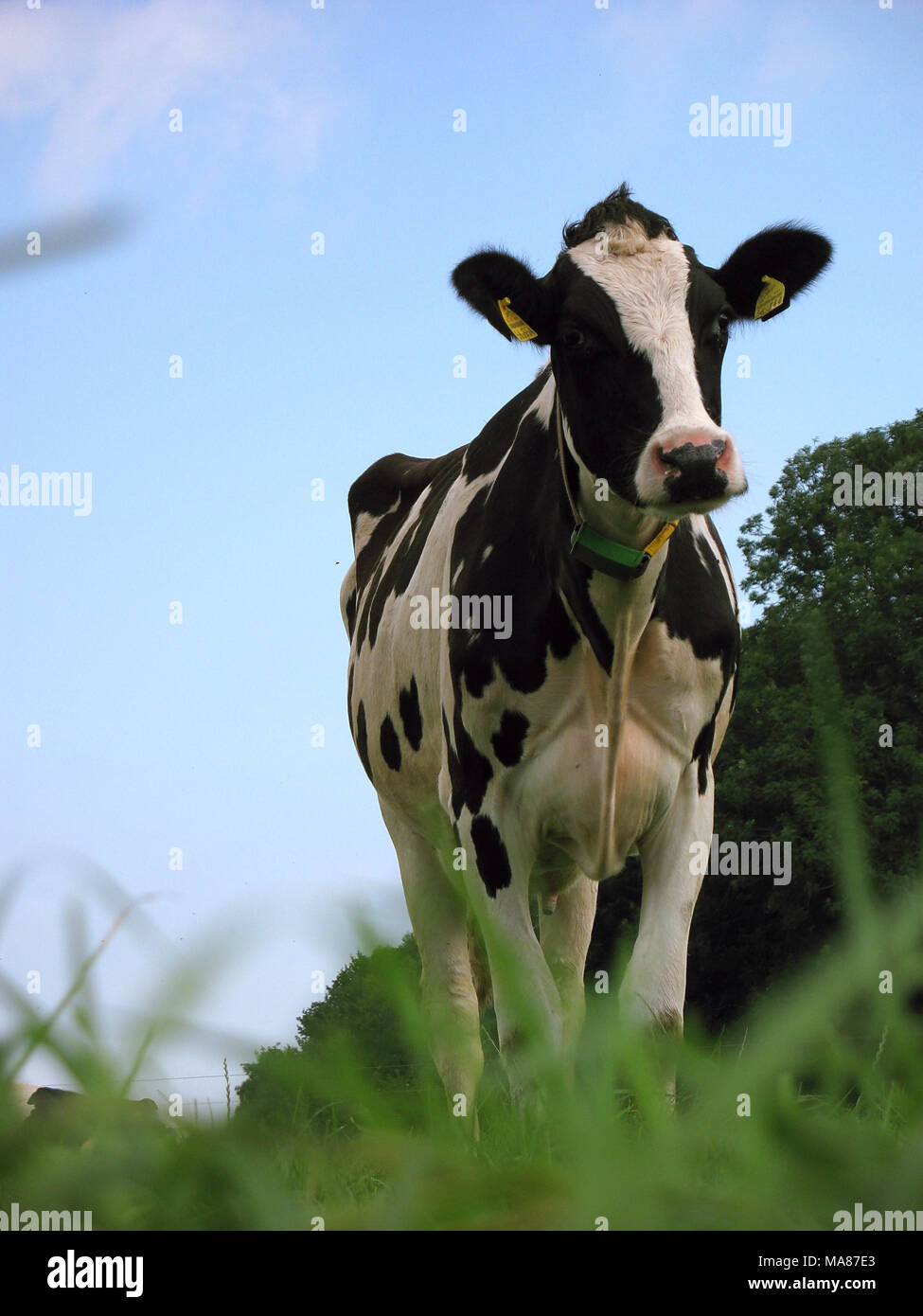Holstein pasture 21 Stock Photo