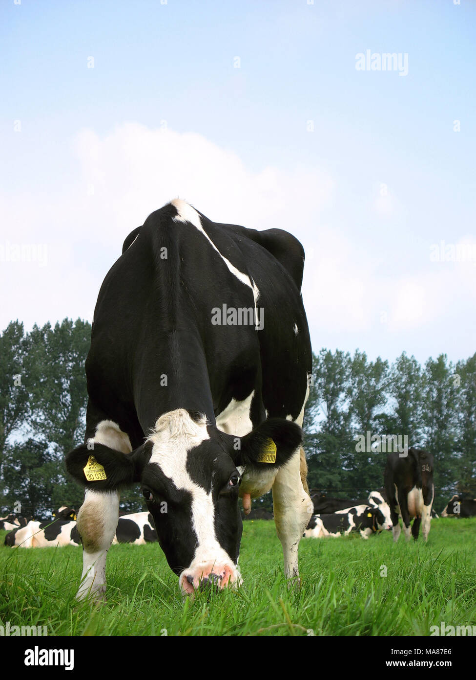 Holstein pasture 26 Stock Photo