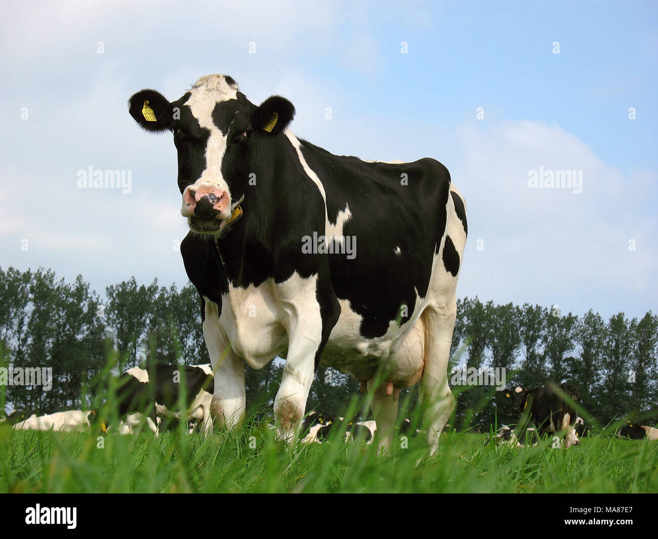 Holstein pasture 25 Stock Photo