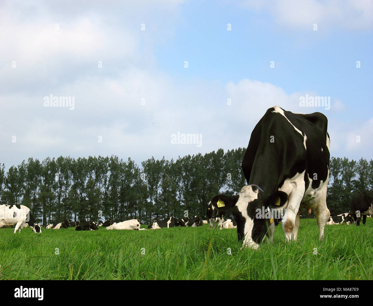 Holstein pasture 27 Stock Photo