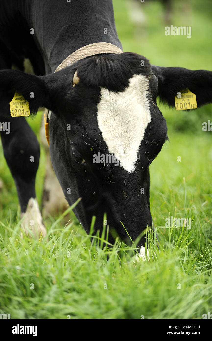 Holstein pasture 77 Stock Photo