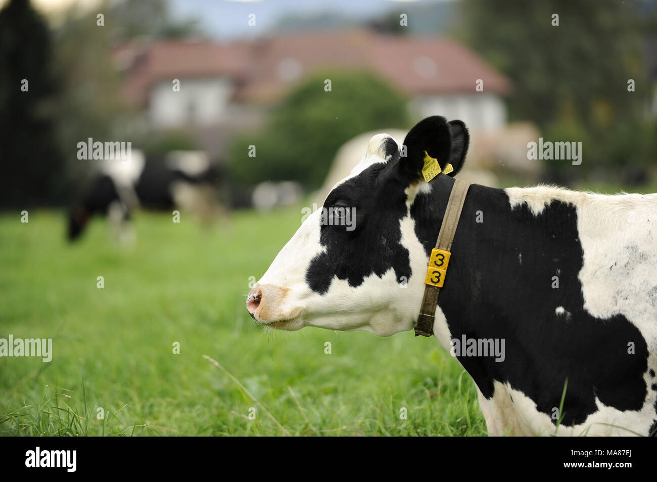 Holstein pasture 83 Stock Photo