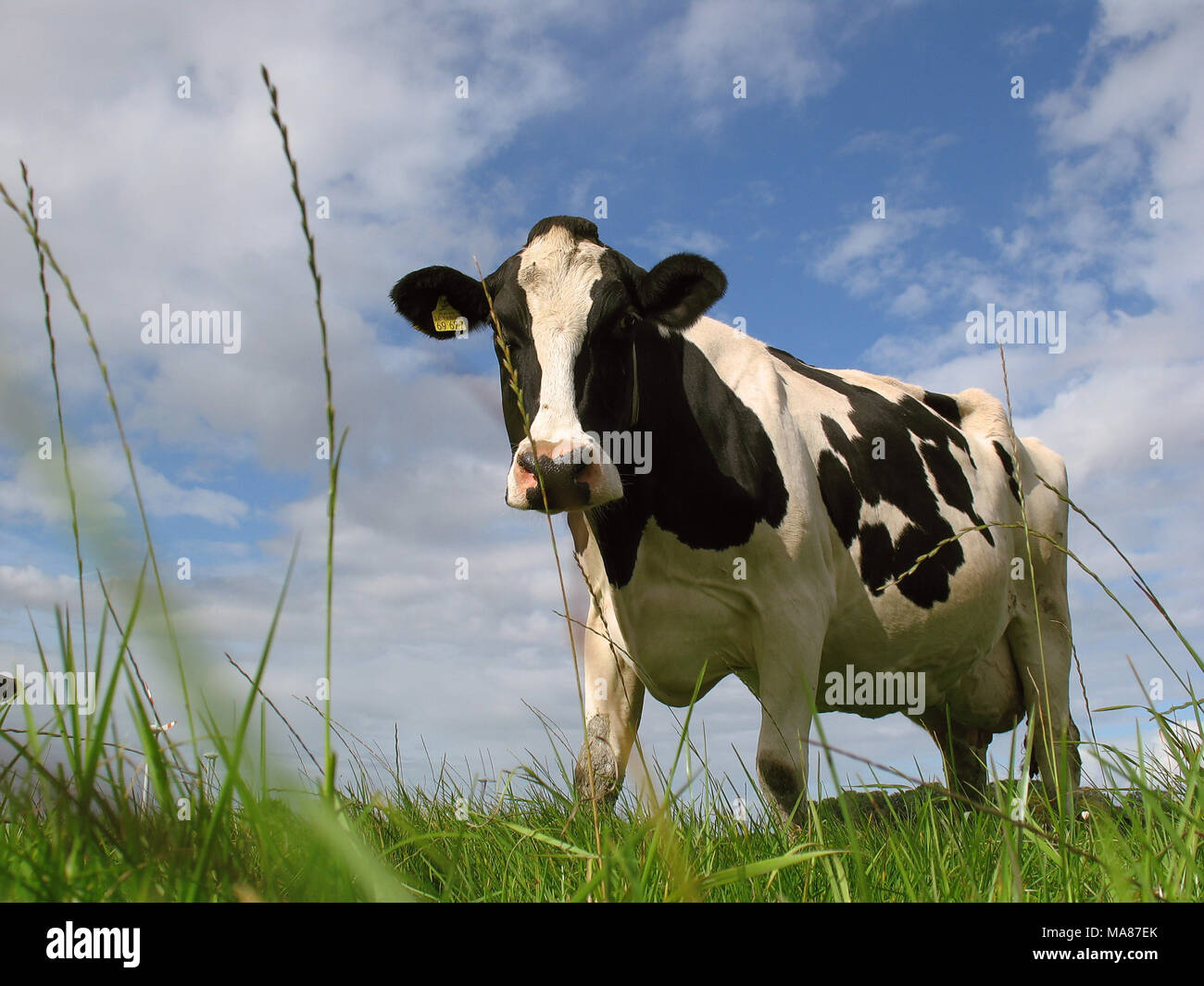 Holstein pasture 9 Stock Photo